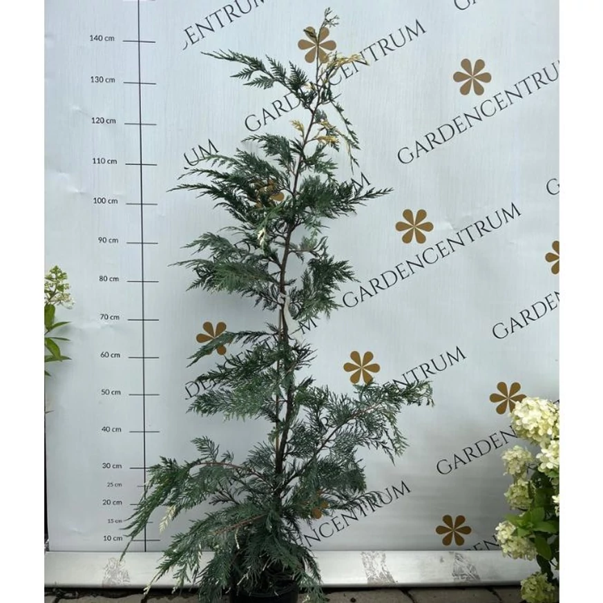 Aspectul chiparosului leylandii variegat dezvoltat în pepiniera noastră.