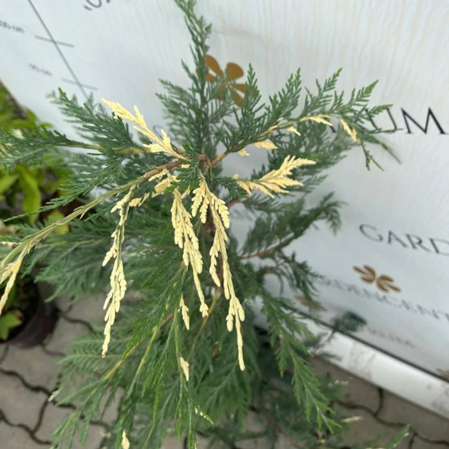 Lăstarii chiparosului leylandii variegat.