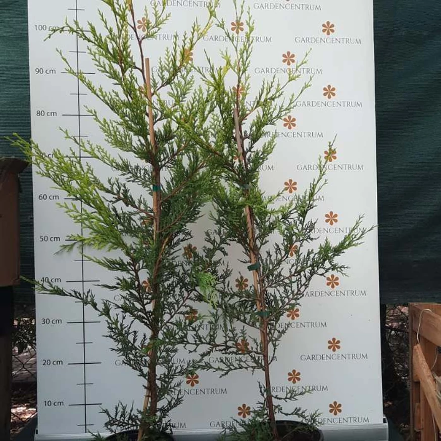 Cupressocyparis x leylandii Castlewellan Gold în luna august. 