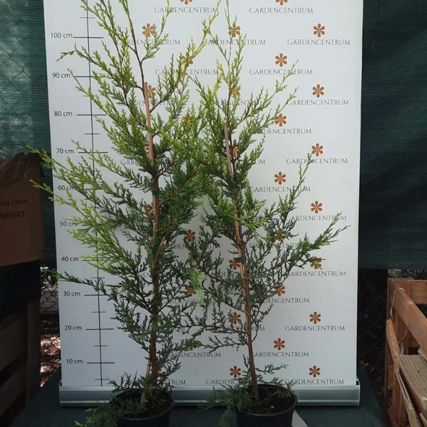 Cupressocyparis x leylandii Castlewellan Gold de doi ani, într-un ghiveci de 2 litri. 