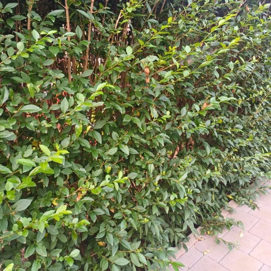 Aspectul unui gard viu realizat din Ligustrum ovalifolium, în luna august.
