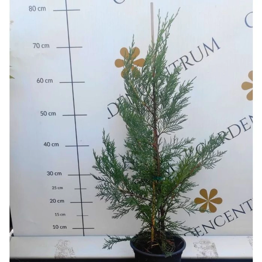 Aspectul chiparosului leylandii Castlewellan Gold în pepiniera noastră.