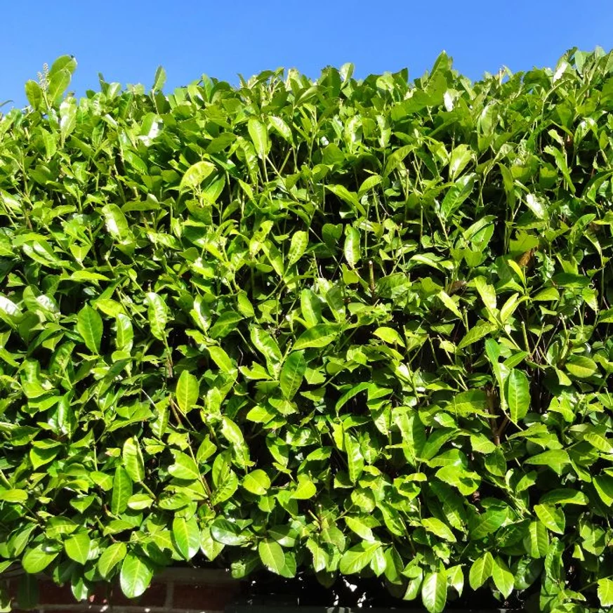Prunus laurocerasus Novita – Laur englezesc Novita K7,5