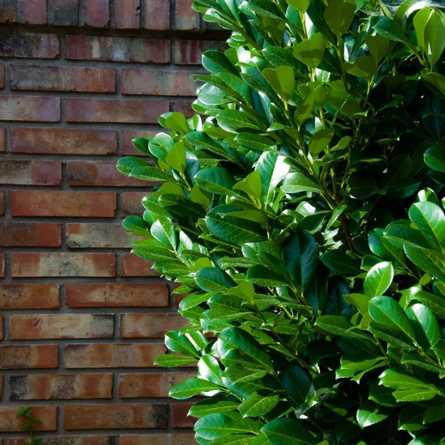 Prunus laurocerasus Novita – Laur englezesc Novita K7,5
