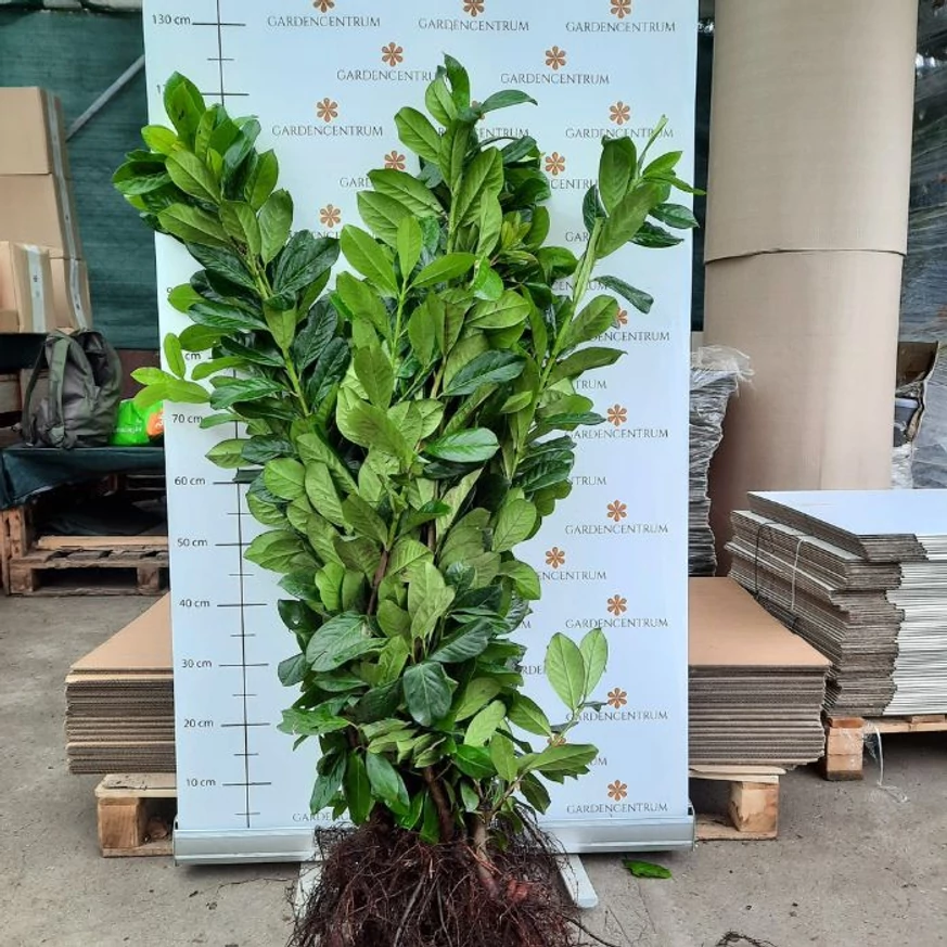 Laur englezesc cu rădăcină liberă bine dezvoltat și sănătos la Gardencentrum. 