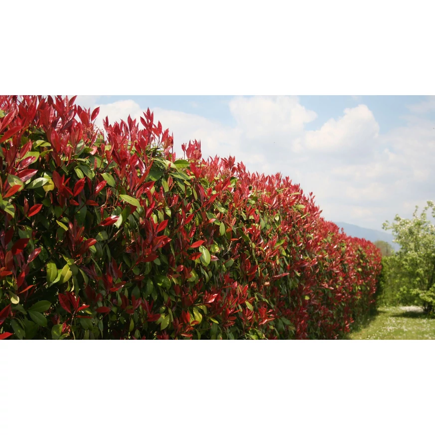 Gard viu din Photinia, de mai mulți ani. 