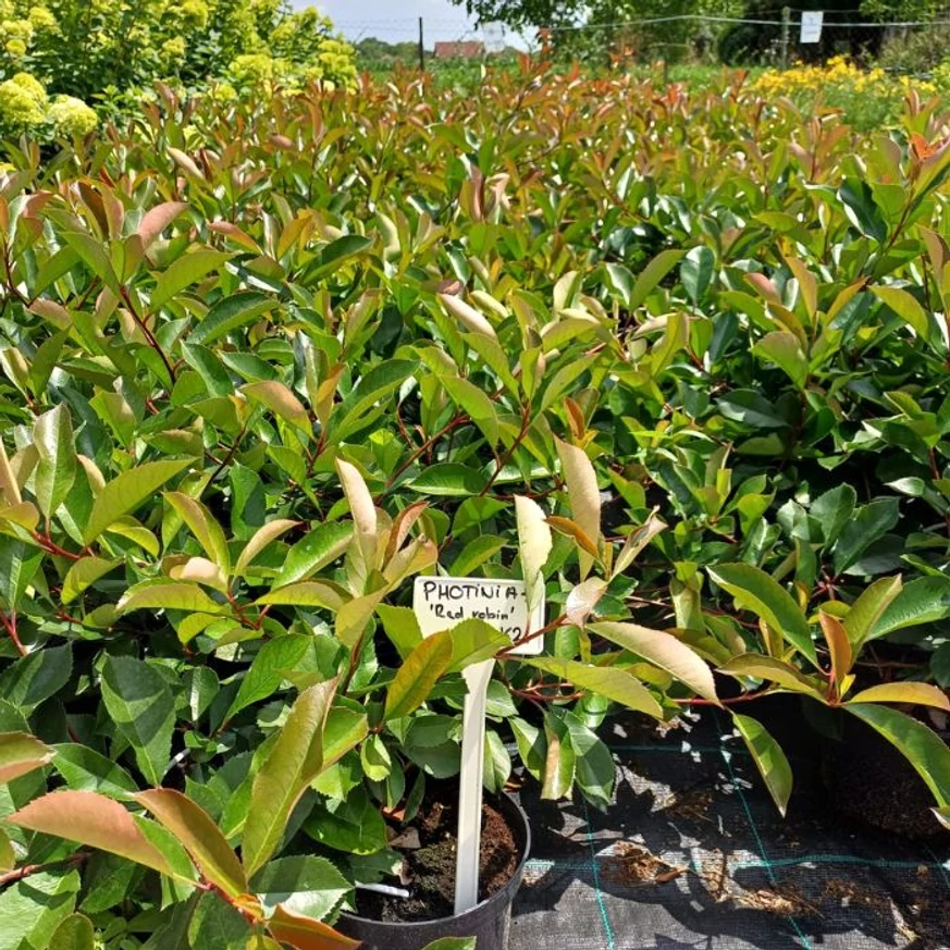 Photinia x fraserii Red Robin bine dezvoltat, sănătos în ghivece de 2 litri. 
