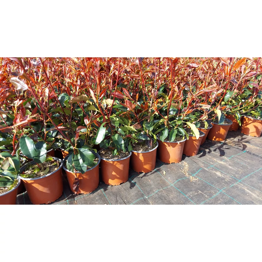 Photinia x fraserii Red Robin mare, în luna martie.