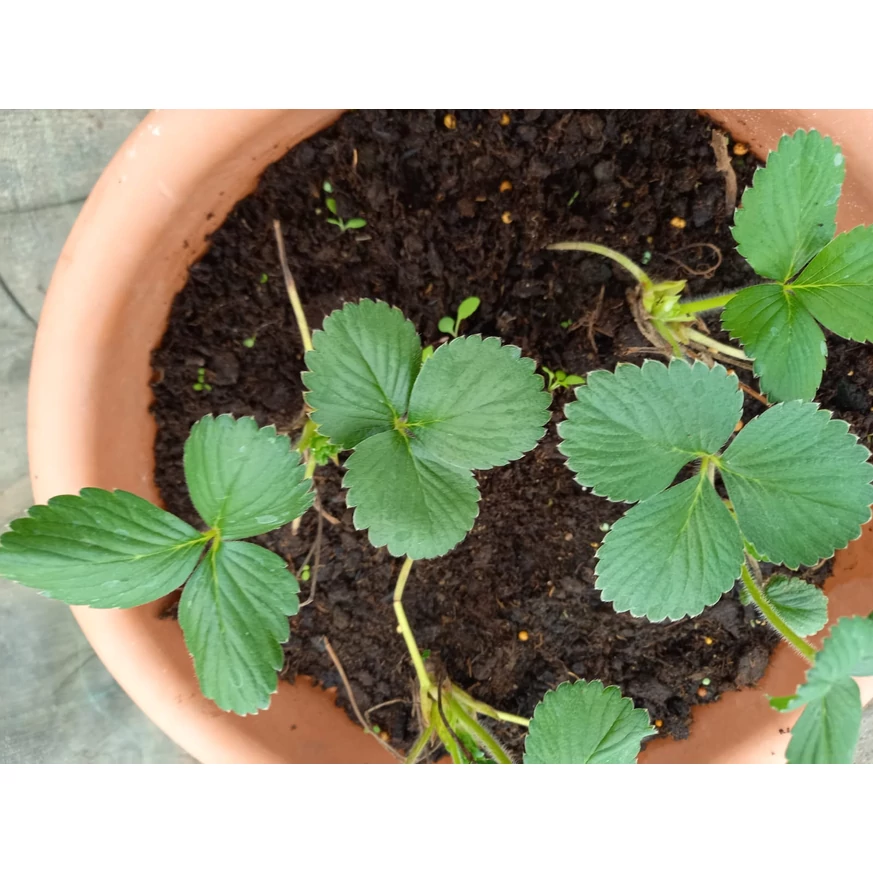 Răsad Albion frigo la 2 săptămâni după plantare, la începutul lunii aprilie.