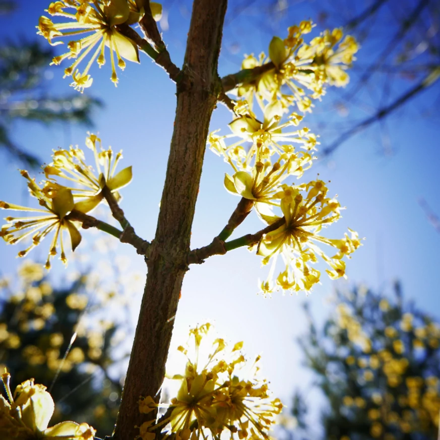 Inflorescența cornului european. 