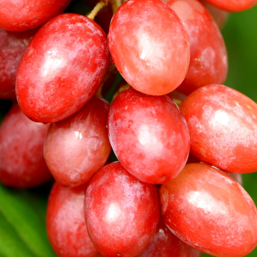 Struguri fără sâmburi Crimson Seedless.