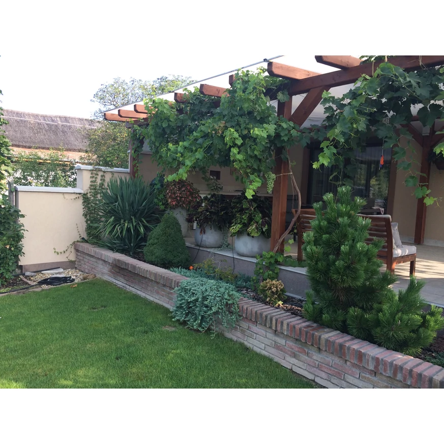 Viță de vie plantat lângă terasă. 