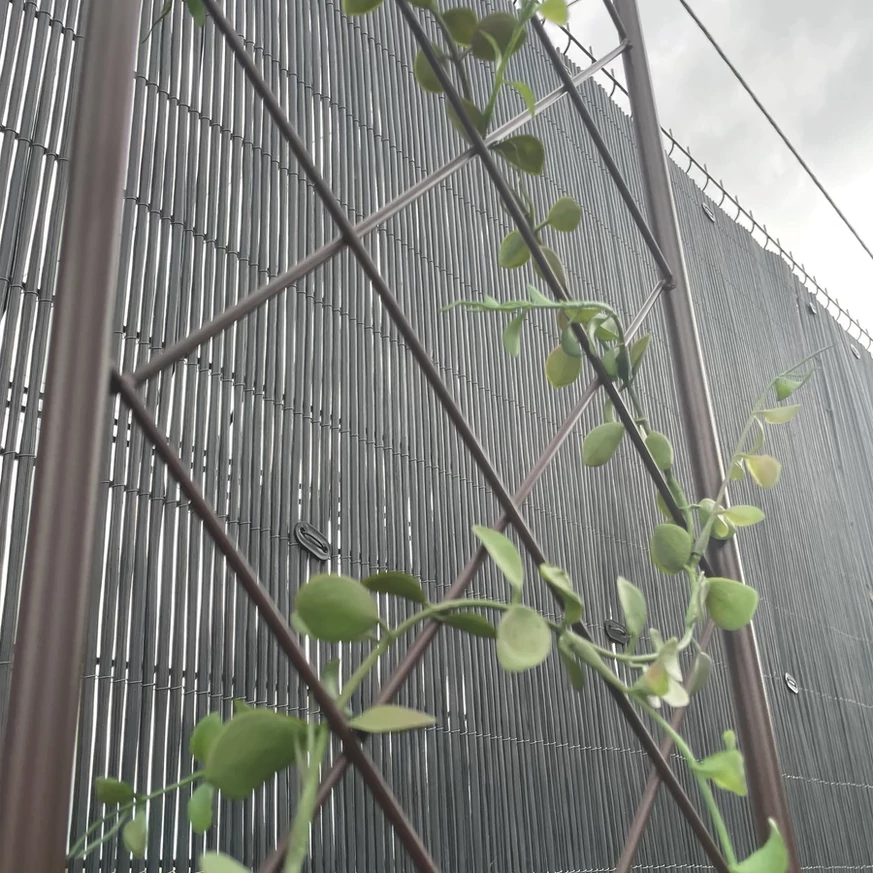 Plantă cățărătoare pe panoul Classic Metal Trellis.
