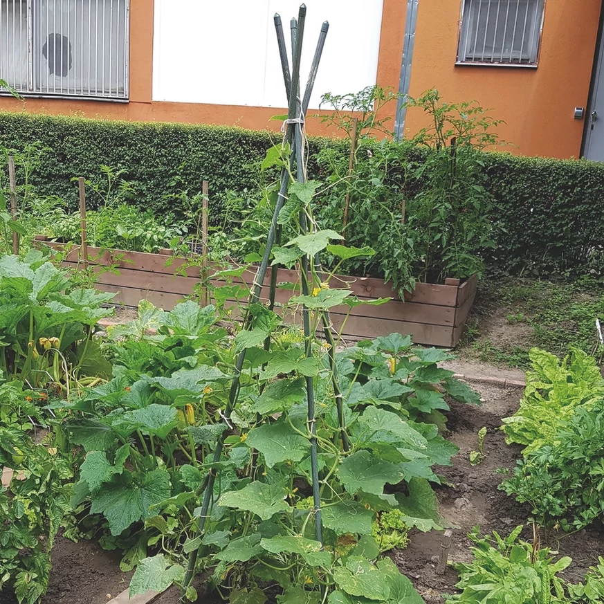 Utilizarea țărușilor din oțel cu înveliș din plastic STEEL PLAST, cu lungimea de 120 cm, în grădină.