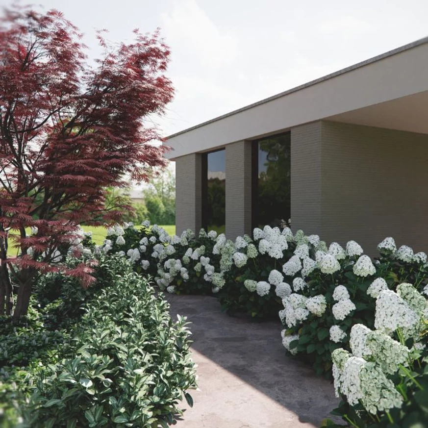 Hydrangea paniculata Limelight K4 - Hortensie paniculata