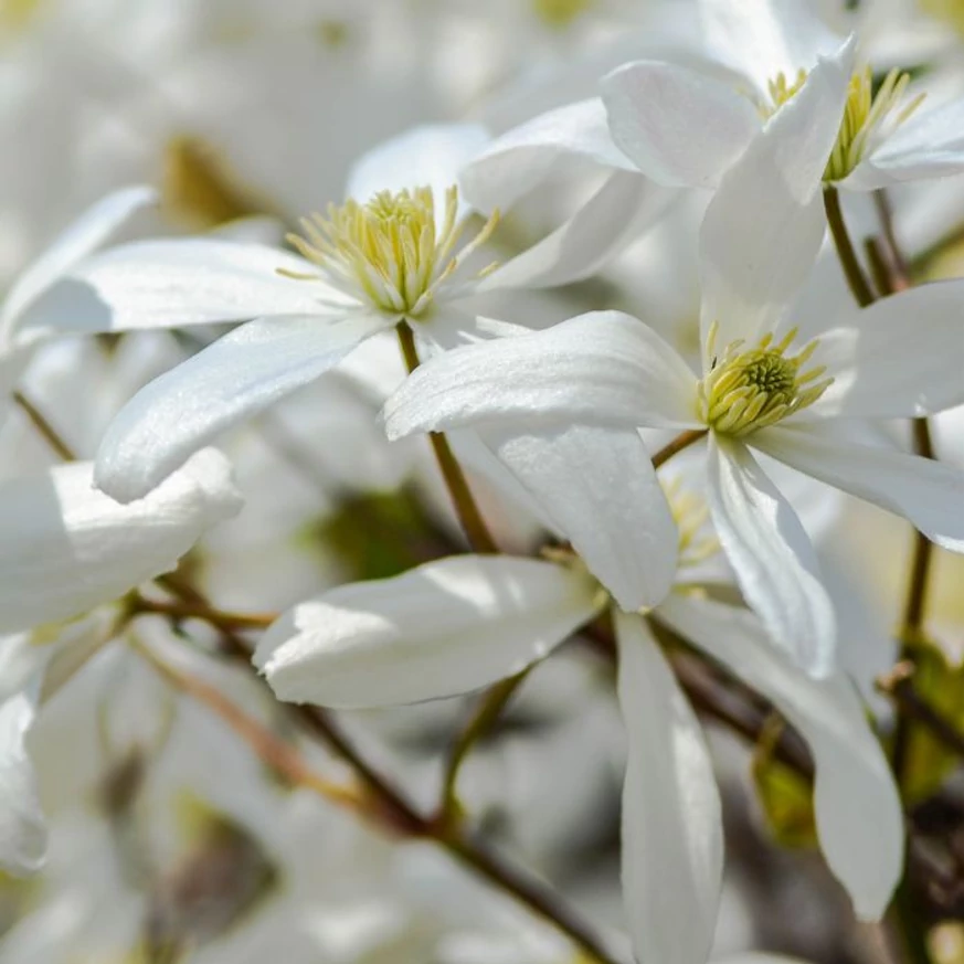 Florile parfumate ale clematitei veșnic verzi, înfloresc primăvara. 