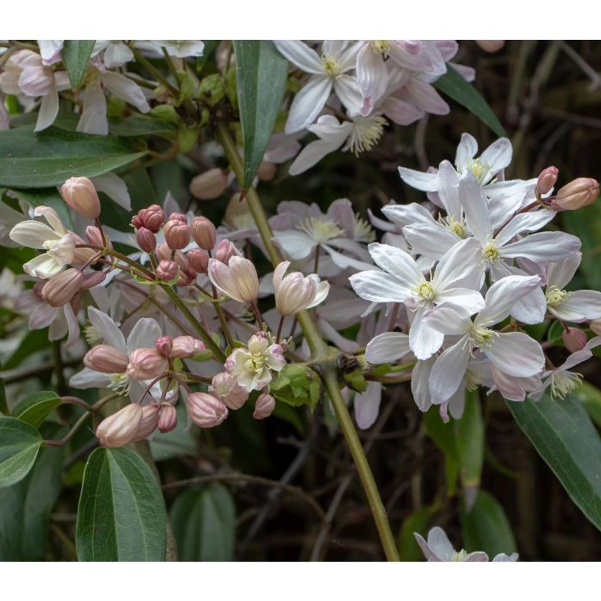 Clematis armandii înflorește abundent.