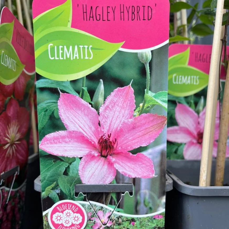 Eticheta clematitei cu flori roz. 