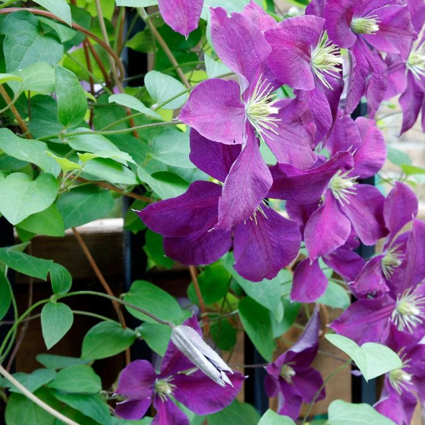 Clematis cu flori mari este disponibilă în mai multe culori. 