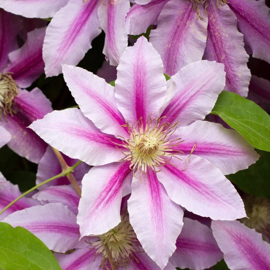 Varianta cu flori roz a clematitei. 