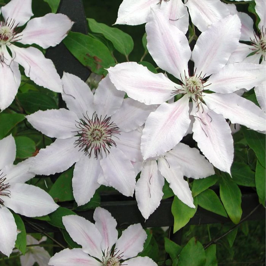 Flori albe de Clematis. 