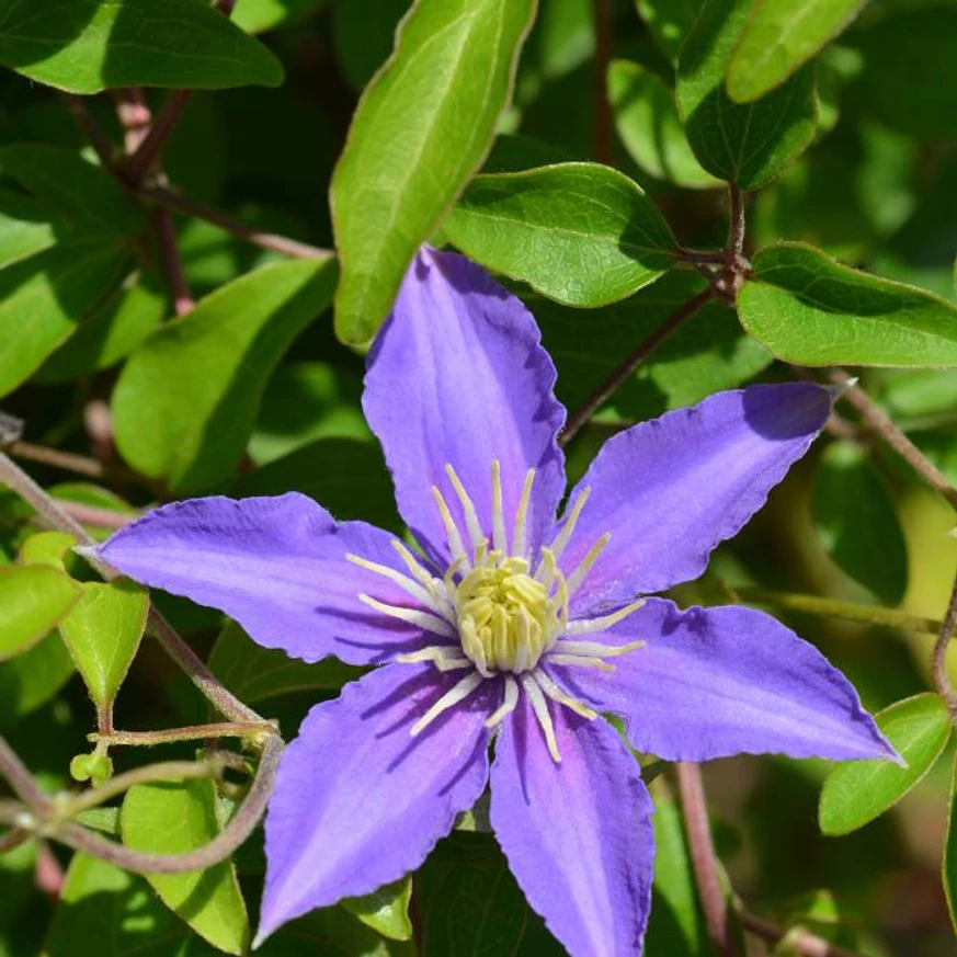 Floarea albastră a clematitiei Justa. 
