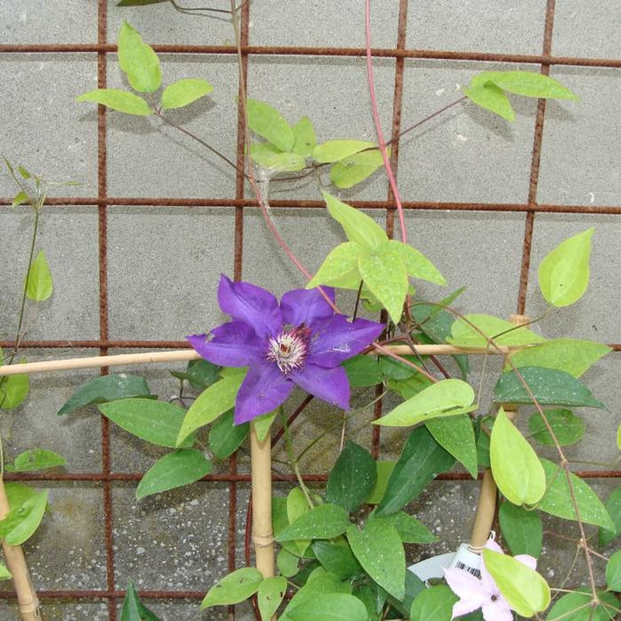 Clematită Justa pe un sisten de sprijin. 