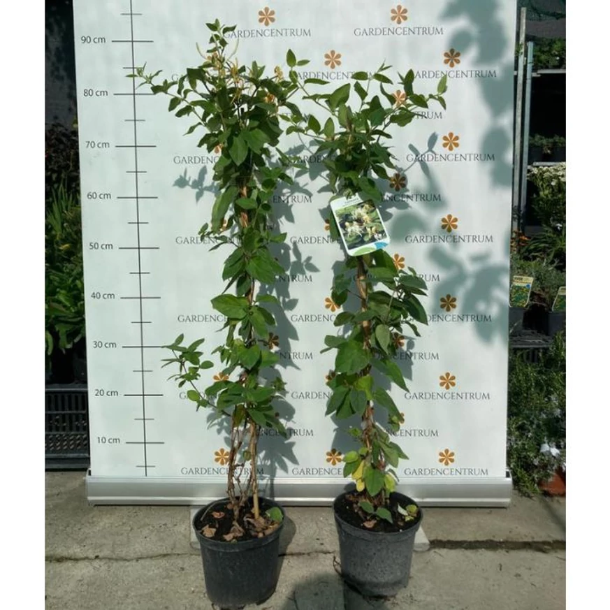 Caprifoi japonez veșnic verde în pepiniera noastră la începutul lunii octombrie. 