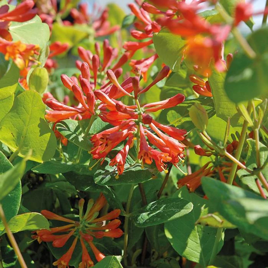 Florile portocalii ale caprifoiului Lonicera x brownii Dropmore Scarlet.