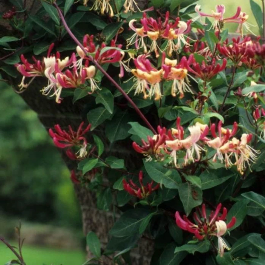 Lonicera japonica Red World în timpul înfloririi. 