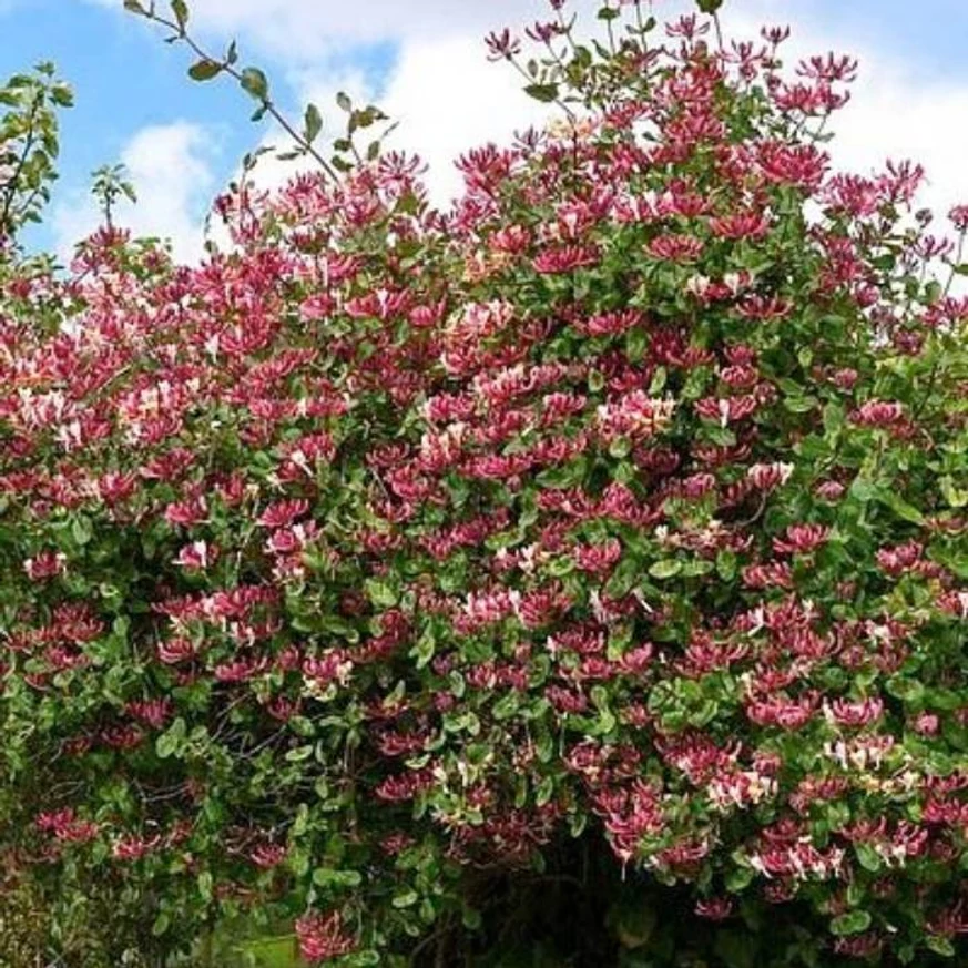 Lonicera periclymenum Belgica în timpul înfloririi. 