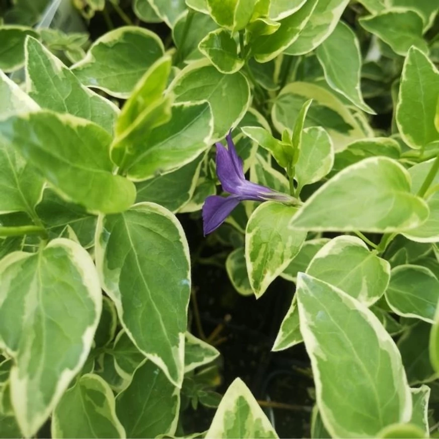Florile albastru liliachiu ale saschiului variegat în aprilie. 