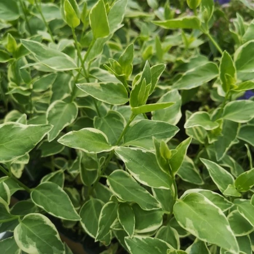 Vinca major Variegata este o plantă acoperitoare de sol minunată .