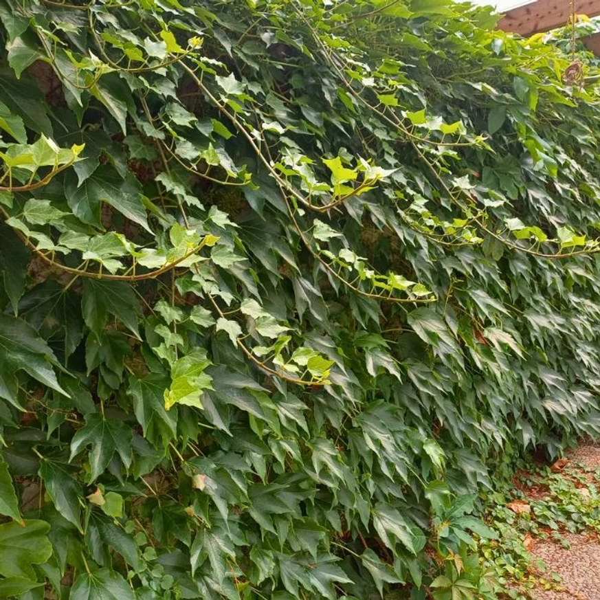 Parthenocissus tricuspidata Veitchii creează un adevărat perete verde.