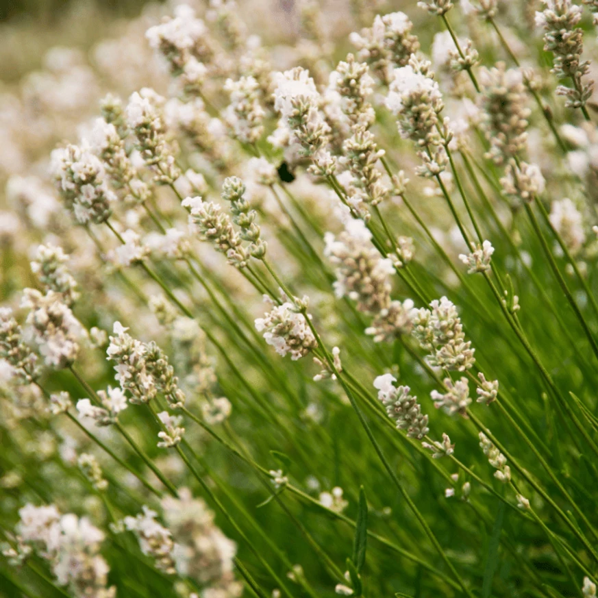 Lavandula x intermedia Edelweiss - Lavandă cu flori albe