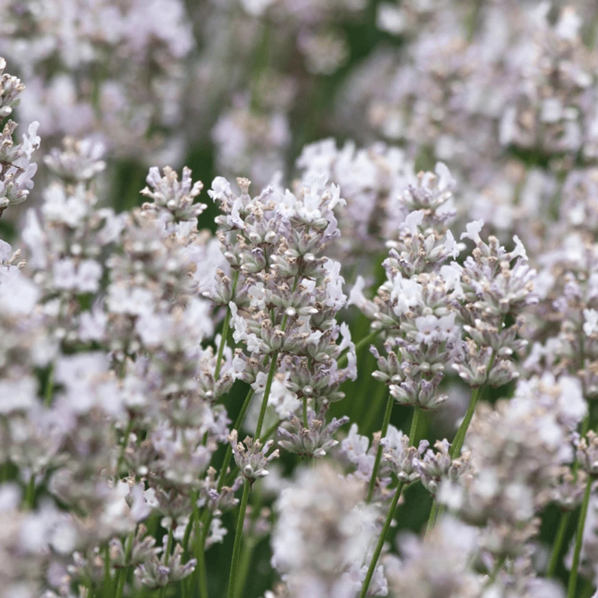 Lavandula x intermedia Edelweiss - Lavandă cu flori albe