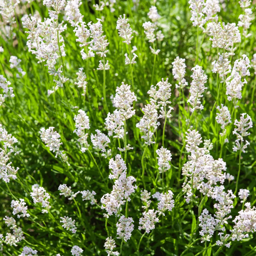 Lavandula x intermedia Edelweiss - Lavandă cu flori albe