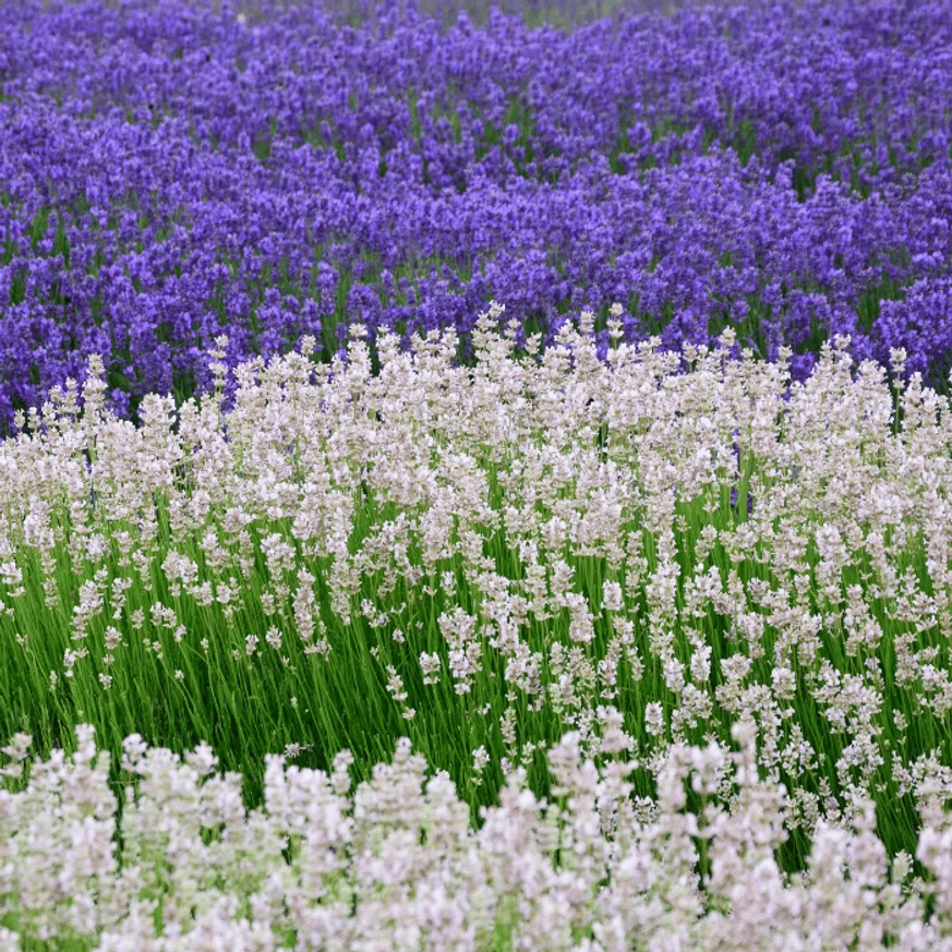 Lavandula x intermedia Edelweiss - Lavandă cu flori albe