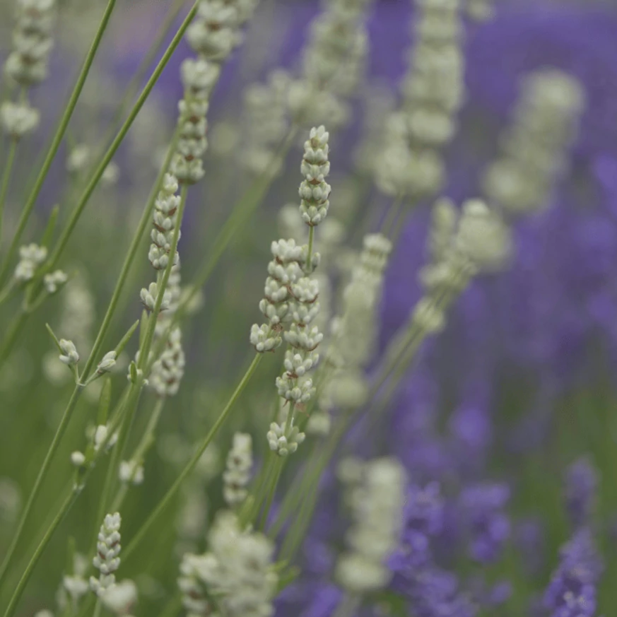 Lavandula x intermedia Edelweiss - Lavandă cu flori albe