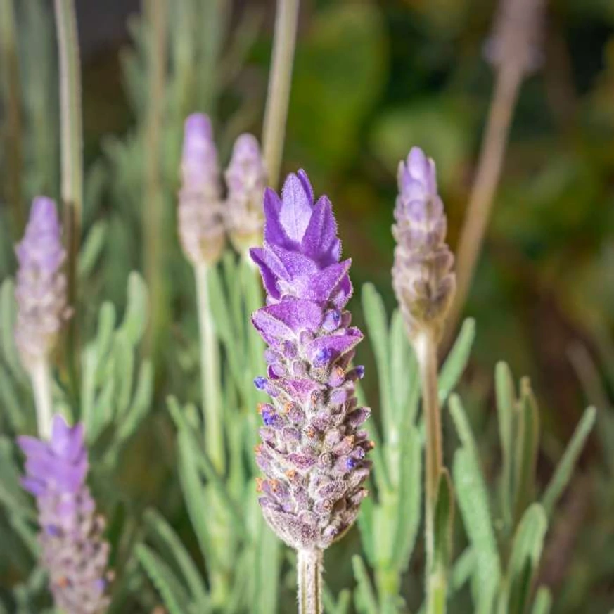 Inflorescența lavandei de aproape. 