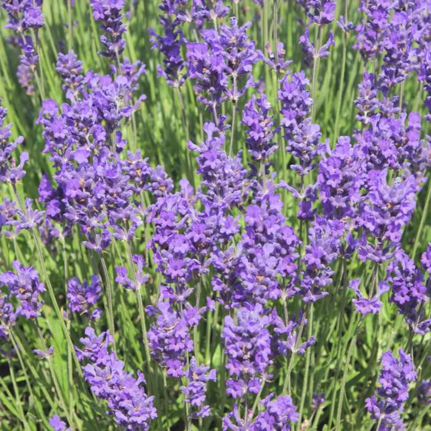 Lavandula x intermedia Grappenhall în timpul înfloririi. 