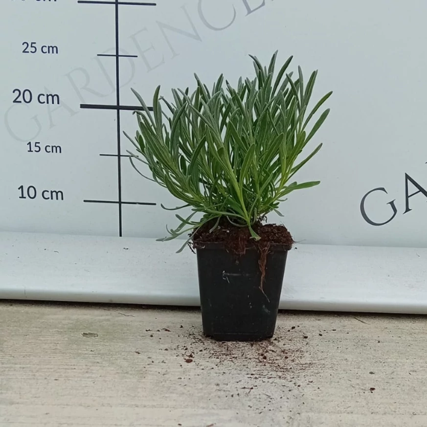 Lavandula x intermedia Edelweiss - Lavandă cu flori albe