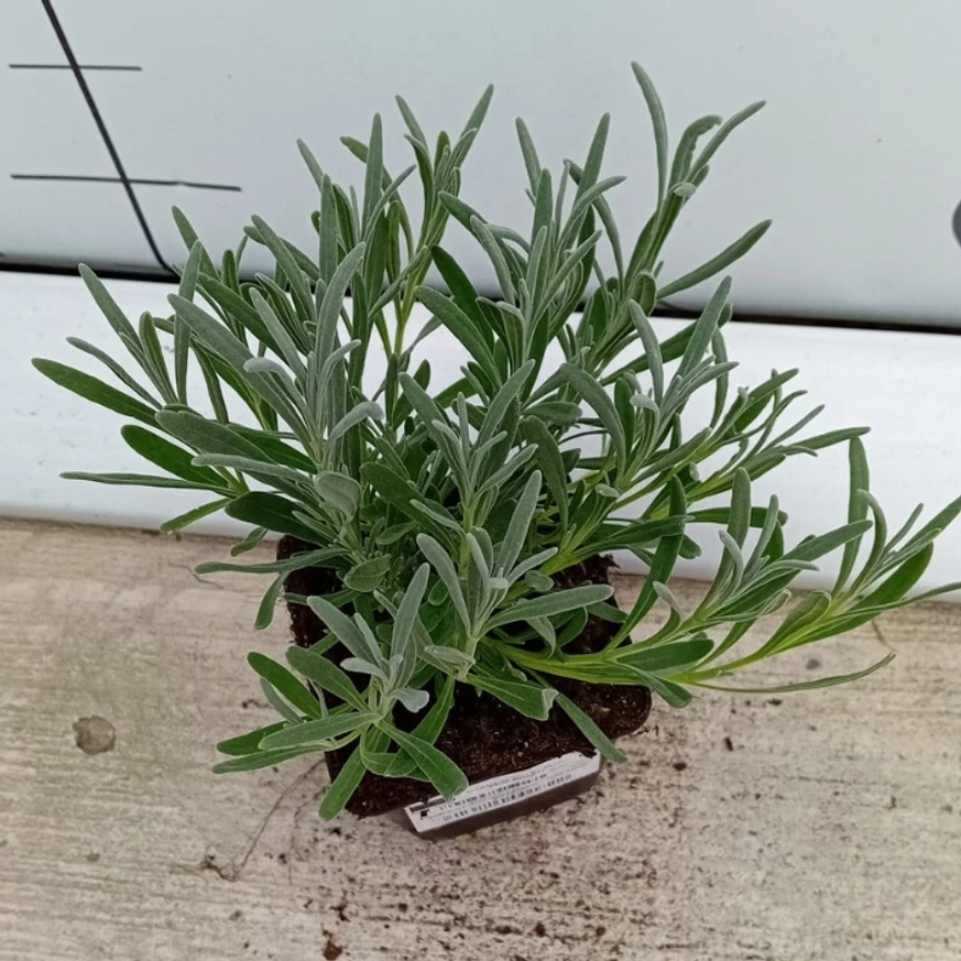 Lavandula x intermedia Edelweiss - Lavandă cu flori albe