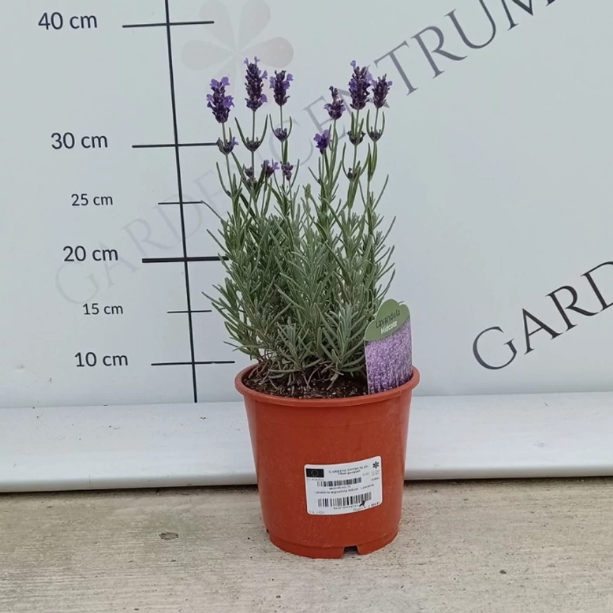 Lavanda Hidcote la ghiveci, în pepiniera noastră, în luna august. 