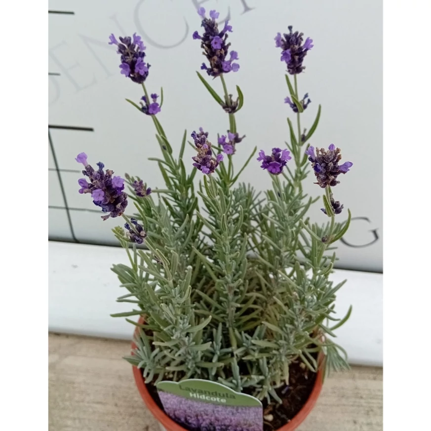Florile lavandei Hidcote în pepiniera noastră. 