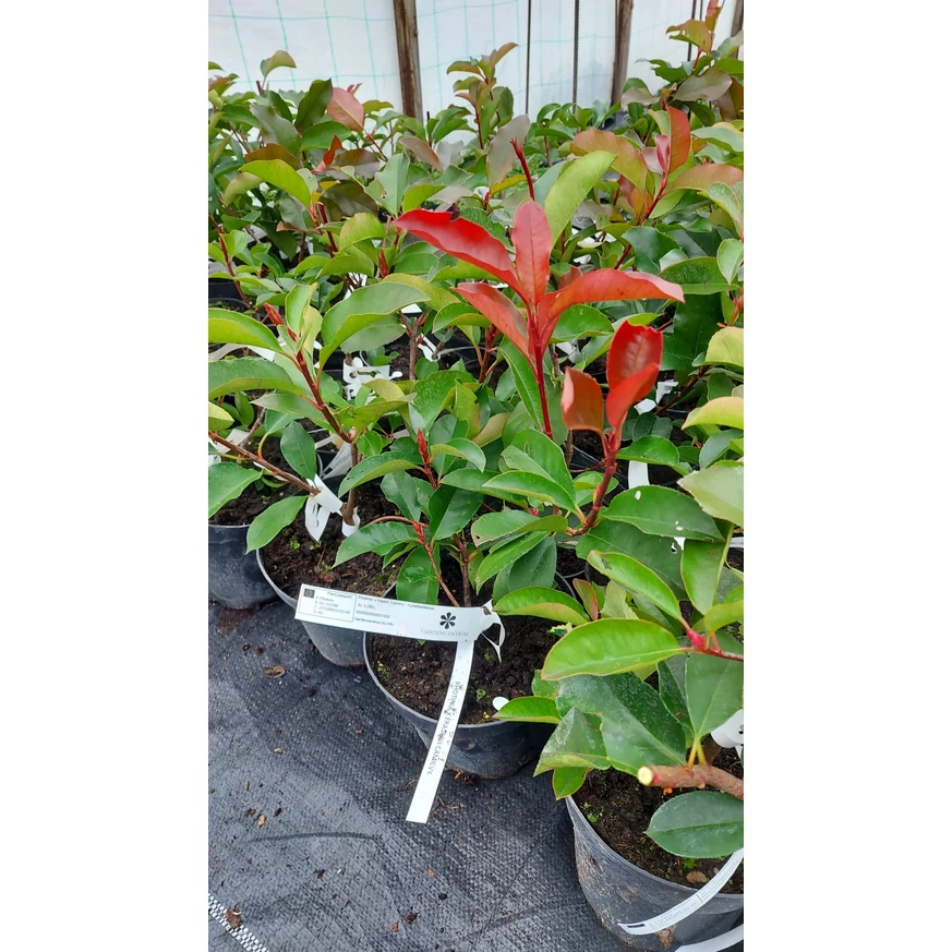 Photinia x fraserii Camilvy în seră. 