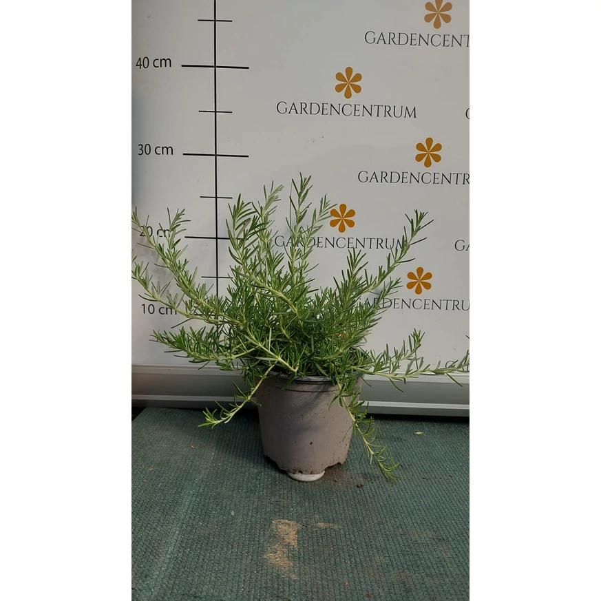 Rosmarinus officinalis la sfârșitul lunii mai. 