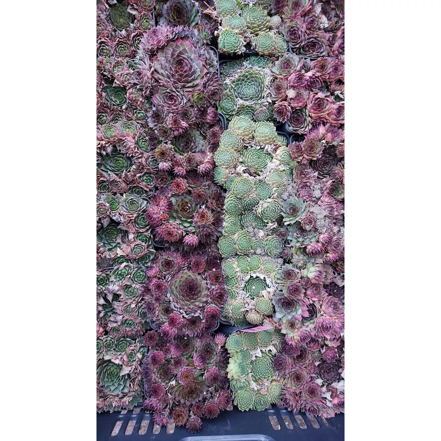 Sempervivum species în mai multe culori. 