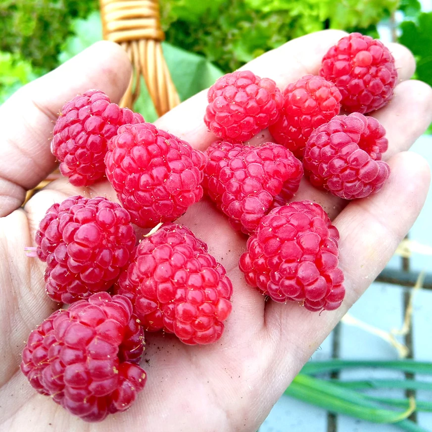 Versailles fructe.