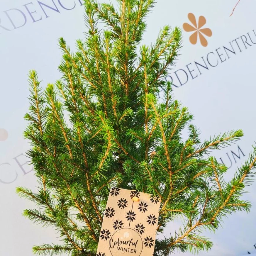 Aspectul plantei Picea glauca la pepiniera noastră.